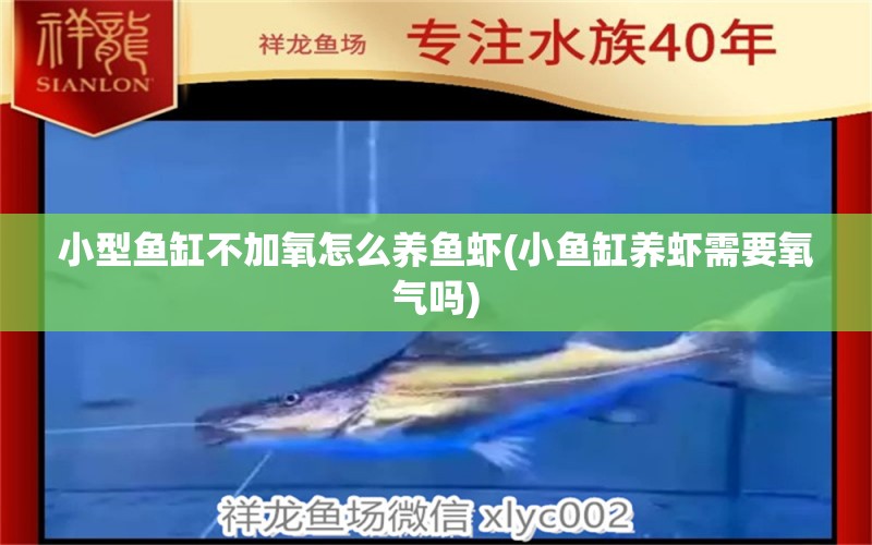 小型魚缸不加氧怎么養(yǎng)魚蝦(小魚缸養(yǎng)蝦需要氧氣嗎) 伊巴卡魚