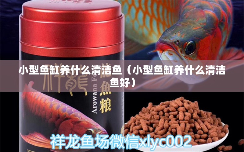 小型魚(yú)缸養(yǎng)什么清潔魚(yú)（小型魚(yú)缸養(yǎng)什么清潔魚(yú)好）