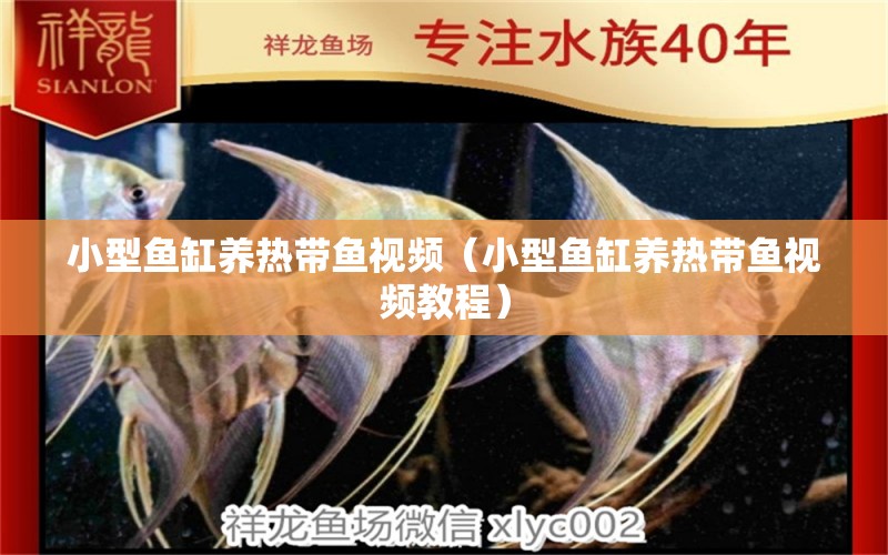 小型魚缸養(yǎng)熱帶魚視頻（小型魚缸養(yǎng)熱帶魚視頻教程） 祥龍水族醫(yī)院