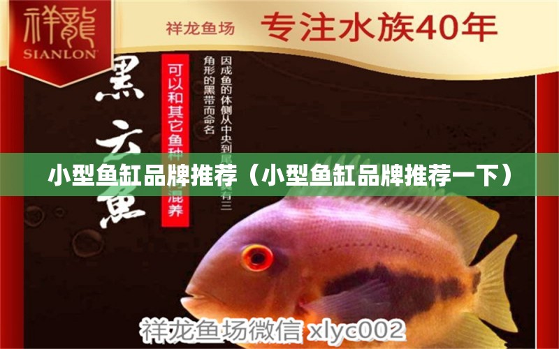 小型魚缸品牌推薦（小型魚缸品牌推薦一下）