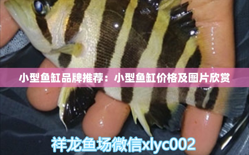 小型魚缸品牌推薦：小型魚缸價格及圖片欣賞