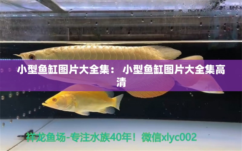 小型魚缸圖片大全集： 小型魚缸圖片大全集高清