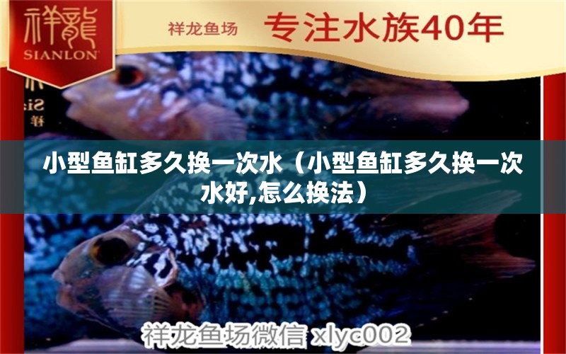 小型魚缸多久換一次水（小型魚缸多久換一次水好,怎么換法） 白子銀龍苗（黃化銀龍苗）