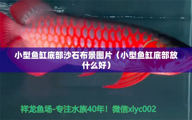 小型魚缸底部沙石布景圖片（小型魚缸底部放什么好） 2024第28屆中國國際寵物水族展覽會CIPS（長城寵物展2024 CIPS）