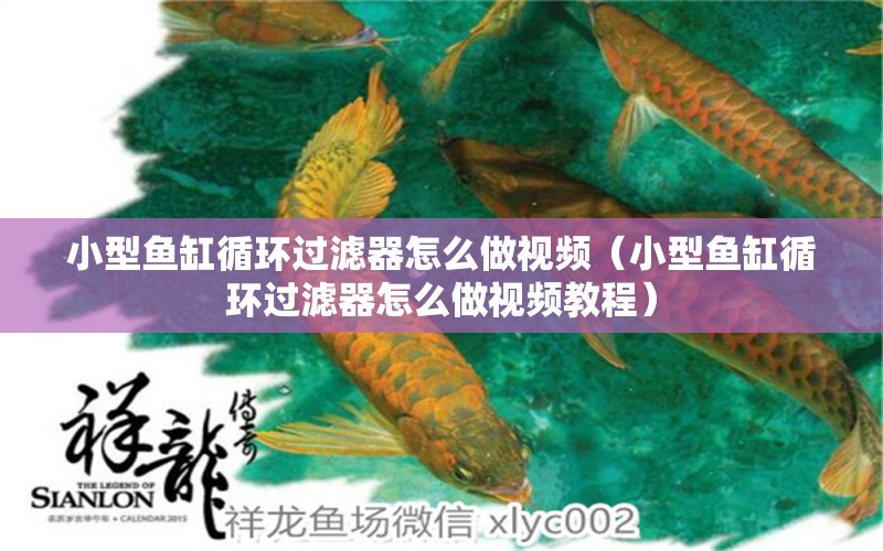 小型魚缸循環(huán)過濾器怎么做視頻（小型魚缸循環(huán)過濾器怎么做視頻教程）