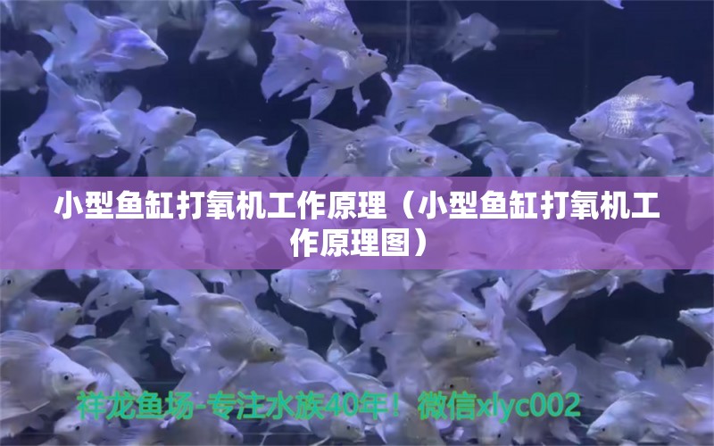 小型魚(yú)缸打氧機(jī)工作原理（小型魚(yú)缸打氧機(jī)工作原理圖）