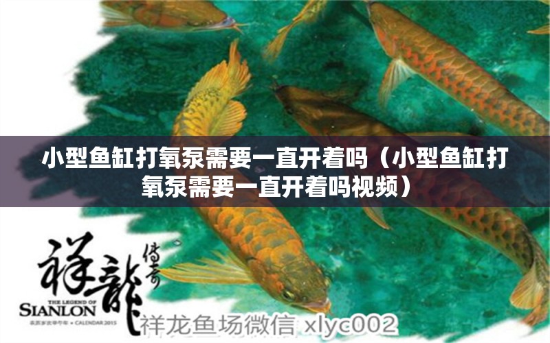 小型魚缸打氧泵需要一直開著嗎（小型魚缸打氧泵需要一直開著嗎視頻） 祥龍水族醫(yī)院