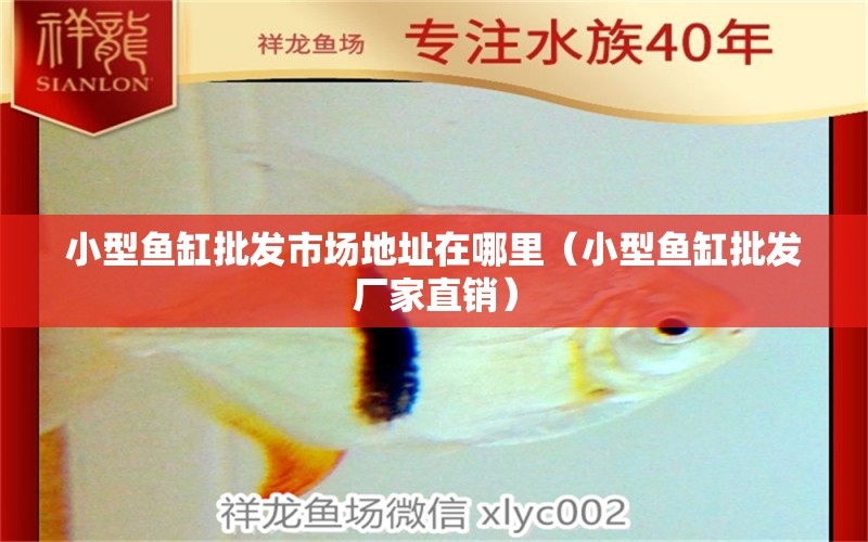 小型魚缸批發(fā)市場地址在哪里（小型魚缸批發(fā)廠家直銷）