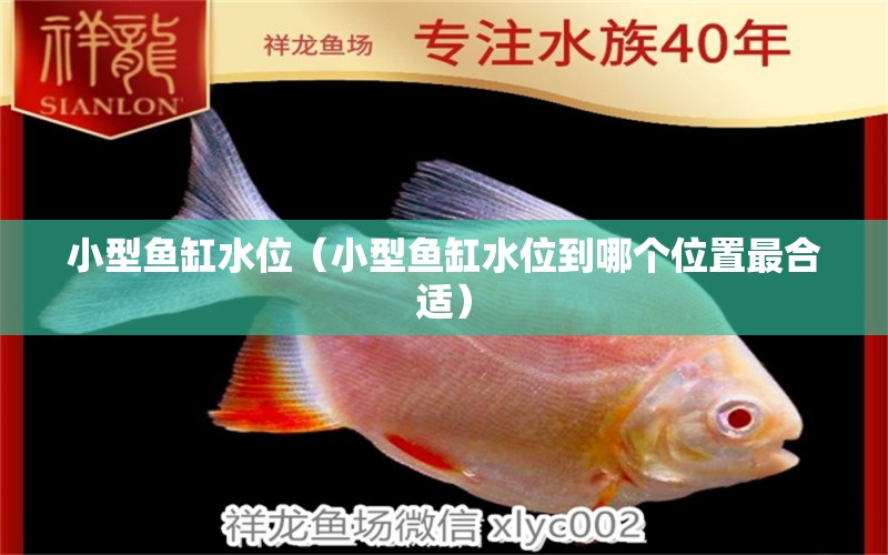 小型魚缸水位（小型魚缸水位到哪個位置最合適）