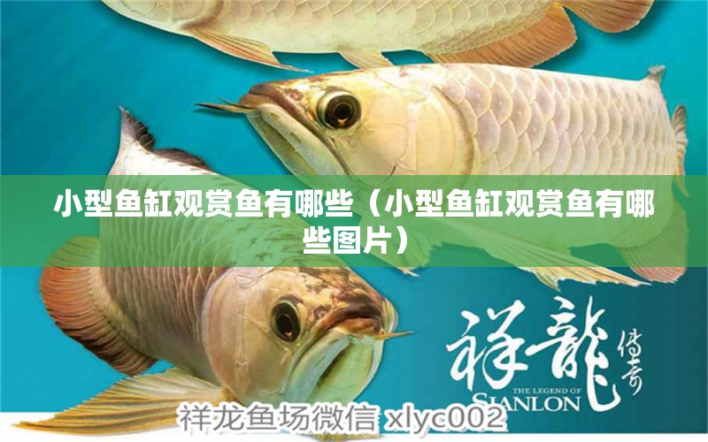 小型魚缸觀賞魚有哪些（小型魚缸觀賞魚有哪些圖片） 印尼四紋虎