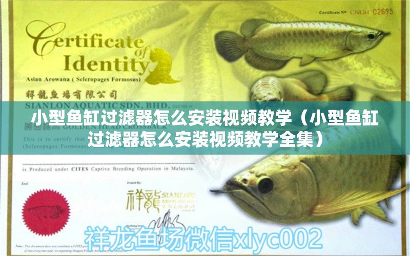 小型魚缸過濾器怎么安裝視頻教學(xué)（小型魚缸過濾器怎么安裝視頻教學(xué)全集） 水溫計(jì)