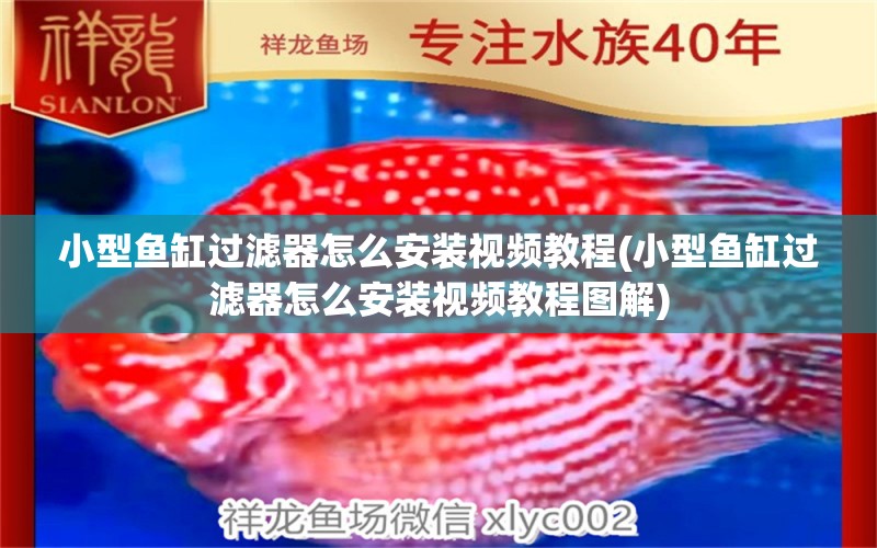 小型魚缸過濾器怎么安裝視頻教程(小型魚缸過濾器怎么安裝視頻教程圖解) 黃金鴨嘴魚