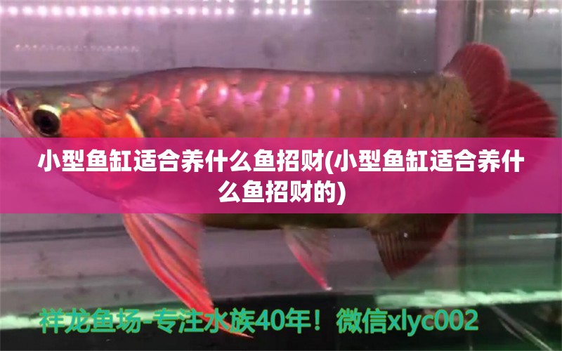 小型魚(yú)缸適合養(yǎng)什么魚(yú)招財(cái)(小型魚(yú)缸適合養(yǎng)什么魚(yú)招財(cái)?shù)? 祥龍超血紅龍魚(yú)