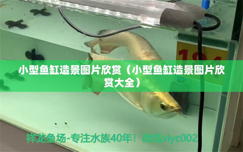 小型魚(yú)缸造景圖片欣賞（小型魚(yú)缸造景圖片欣賞大全）