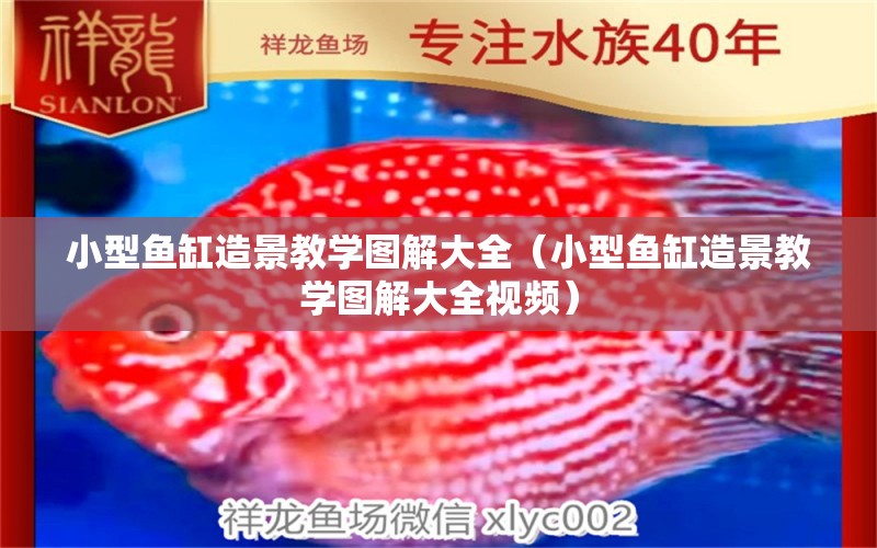 小型魚缸造景教學(xué)圖解大全（小型魚缸造景教學(xué)圖解大全視頻）