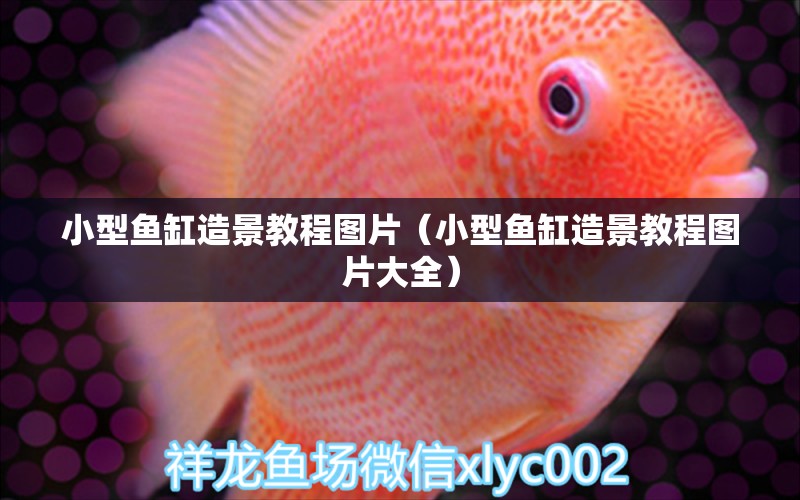 小型魚(yú)缸造景教程圖片（小型魚(yú)缸造景教程圖片大全）