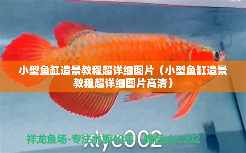 小型魚缸造景教程超詳細(xì)圖片（小型魚缸造景教程超詳細(xì)圖片高清） 祥禾Super Red紅龍魚