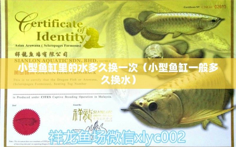 小型魚缸里的水多久換一次（小型魚缸一般多久換水） 廣州觀賞魚批發(fā)市場