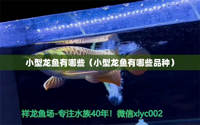 小型龍魚(yú)有哪些（小型龍魚(yú)有哪些品種）