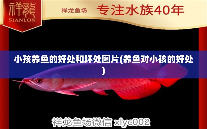 小孩養(yǎng)魚的好處和壞處圖片(養(yǎng)魚對小孩的好處) 圖騰金龍魚