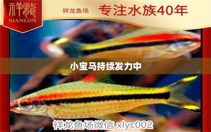 小寶馬持續(xù)發(fā)力中 觀賞魚論壇 第2張