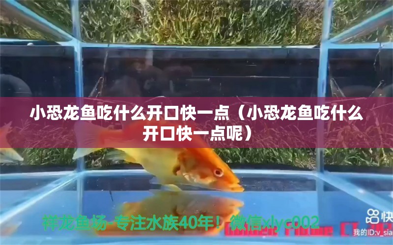 小恐龍魚吃什么開口快一點(diǎn)（小恐龍魚吃什么開口快一點(diǎn)呢）