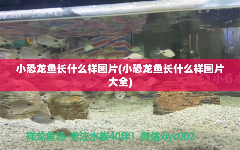 小恐龍魚長什么樣圖片(小恐龍魚長什么樣圖片大全)