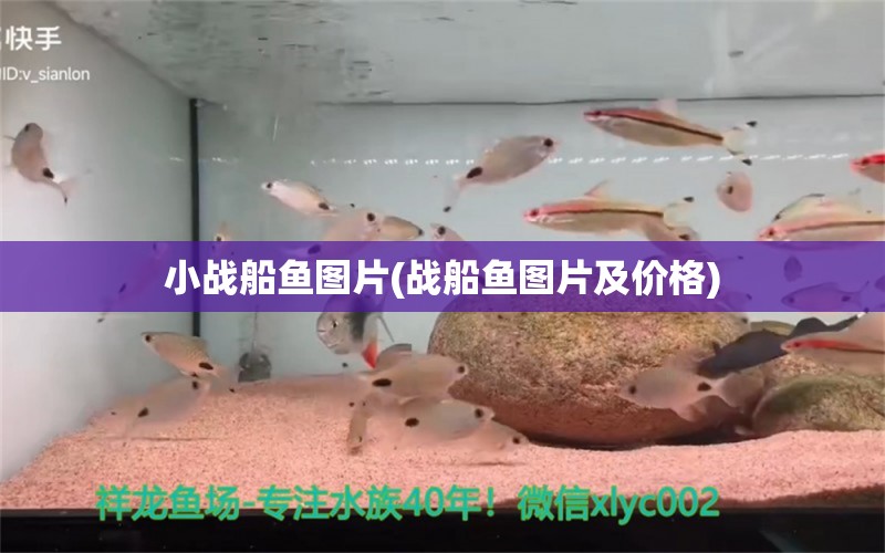 小戰(zhàn)船魚圖片(戰(zhàn)船魚圖片及價格) 巴卡雷龍魚