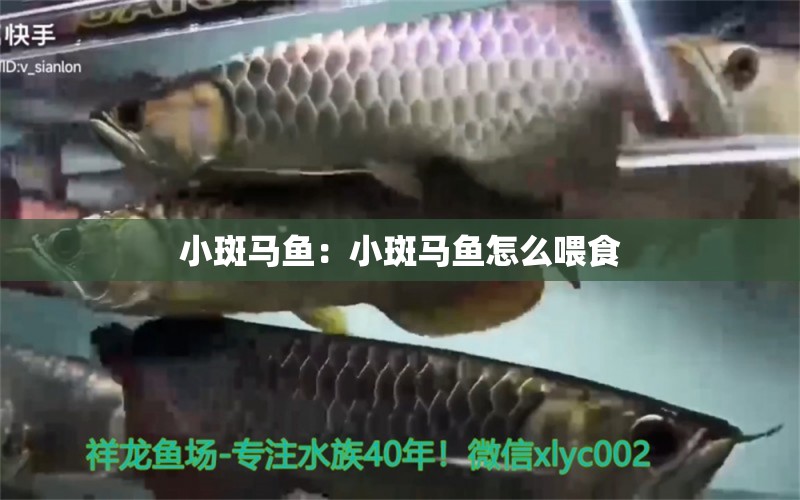 小斑馬魚(yú)：小斑馬魚(yú)怎么喂食