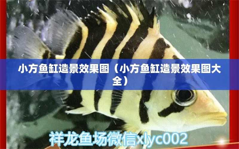 小方魚缸造景效果圖（小方魚缸造景效果圖大全） 祥龍水族醫(yī)院