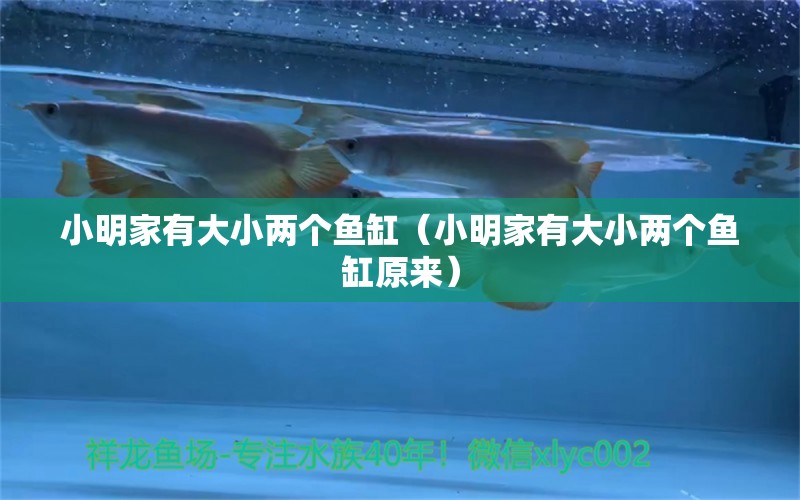 小明家有大小兩個(gè)魚缸（小明家有大小兩個(gè)魚缸原來） 觀賞魚