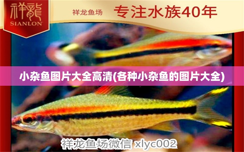 小雜魚圖片大全高清(各種小雜魚的圖片大全) 麥肯斯銀版魚