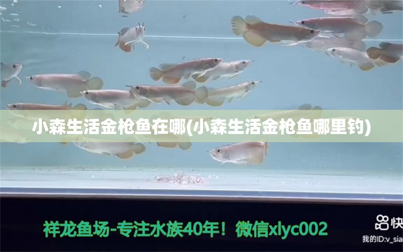 小森生活金槍魚在哪(小森生活金槍魚哪里釣) 垂釣樂園