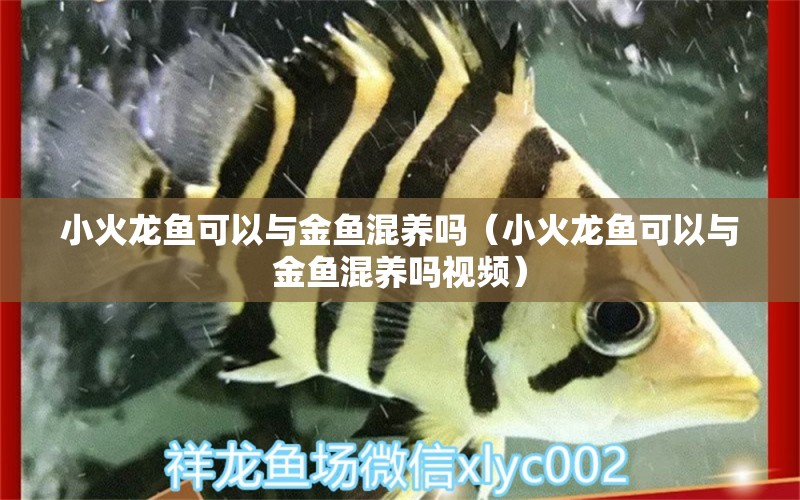 小火龍魚可以與金魚混養(yǎng)嗎（小火龍魚可以與金魚混養(yǎng)嗎視頻）