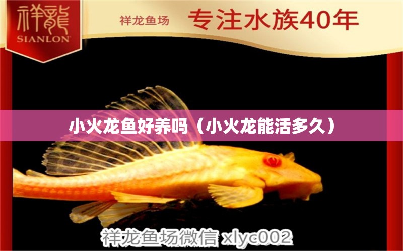 小火龍魚好養(yǎng)嗎（小火龍能活多久）