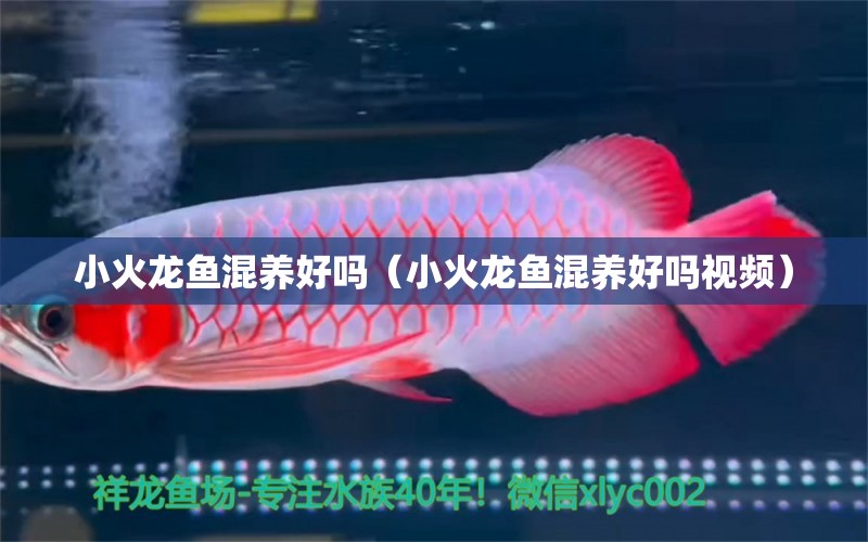 小火龍魚混養(yǎng)好嗎（小火龍魚混養(yǎng)好嗎視頻）