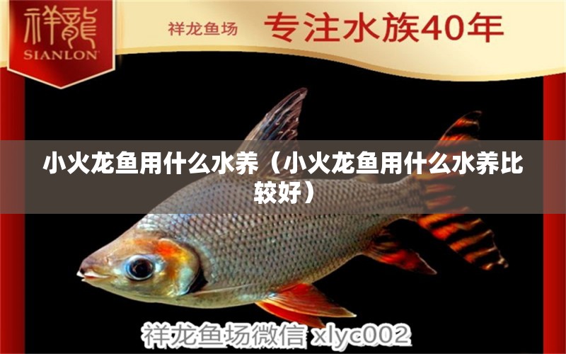 小火龍魚用什么水養(yǎng)（小火龍魚用什么水養(yǎng)比較好）