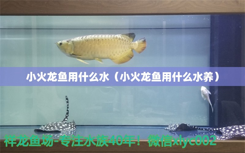 小火龍魚用什么水（小火龍魚用什么水養(yǎng)）