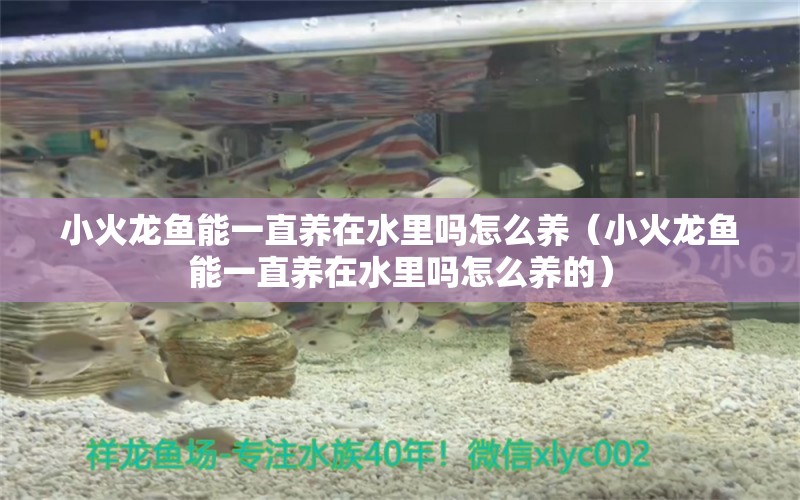 小火龍魚能一直養(yǎng)在水里嗎怎么養(yǎng)（小火龍魚能一直養(yǎng)在水里嗎怎么養(yǎng)的）