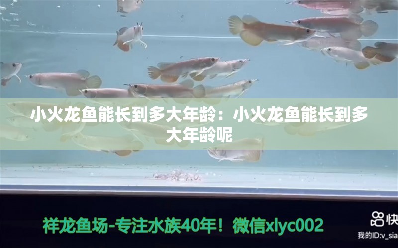 小火龍魚能長到多大年齡：小火龍魚能長到多大年齡呢