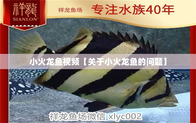 小火龍魚視頻【關(guān)于小火龍魚的問(wèn)題】 水族問(wèn)答 第1張