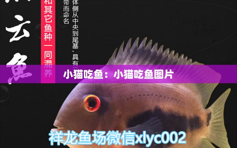 小貓吃魚：小貓吃魚圖片