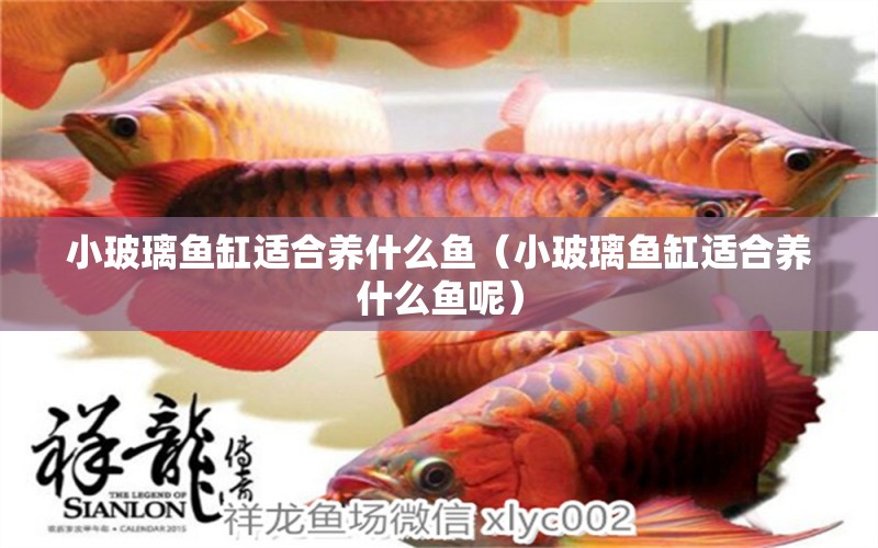 小玻璃魚缸適合養(yǎng)什么魚（小玻璃魚缸適合養(yǎng)什么魚呢） 蝴蝶鯉魚苗