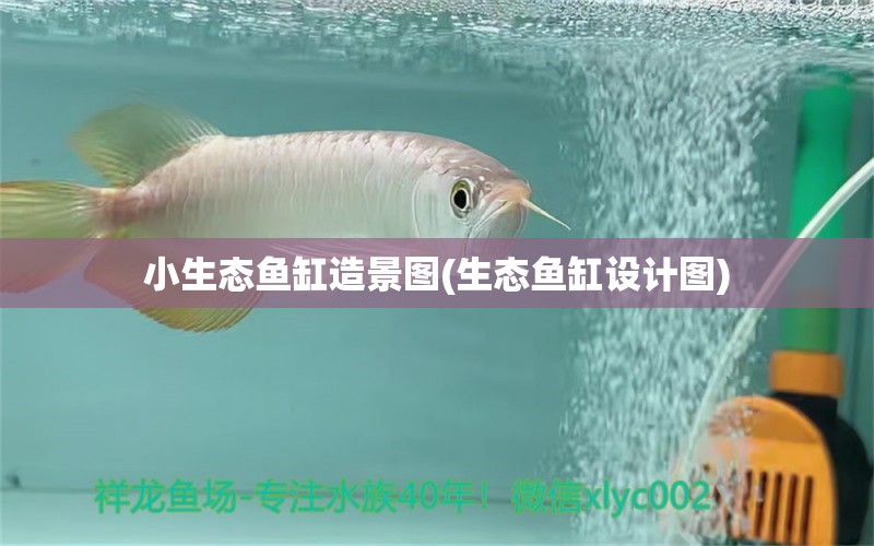 小生態(tài)魚缸造景圖(生態(tài)魚缸設(shè)計圖) 財神鸚鵡魚 第1張