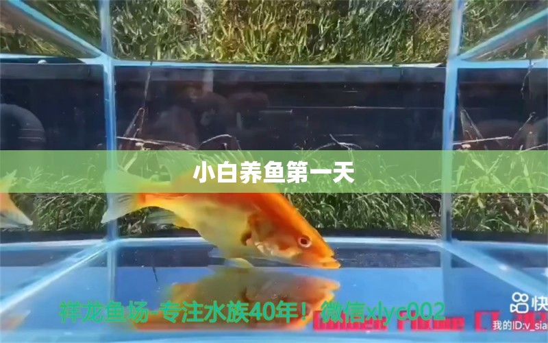 小白養(yǎng)魚第一天 觀賞魚論壇 第3張