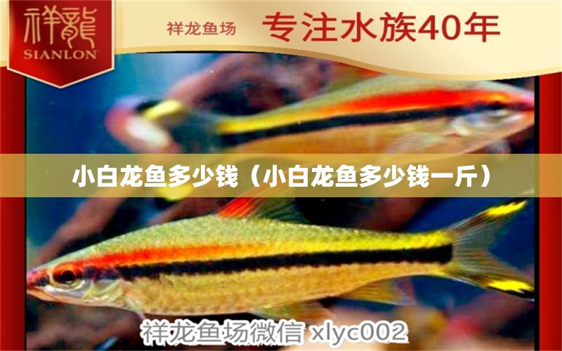 小白龍魚(yú)多少錢(qián)（小白龍魚(yú)多少錢(qián)一斤）