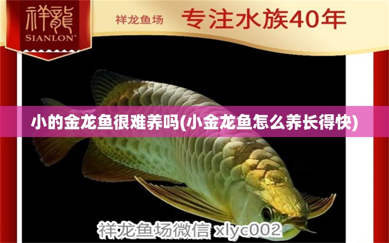 小的金龍魚(yú)很難養(yǎng)嗎(小金龍魚(yú)怎么養(yǎng)長(zhǎng)得快) 綠皮皇冠豹魚(yú)