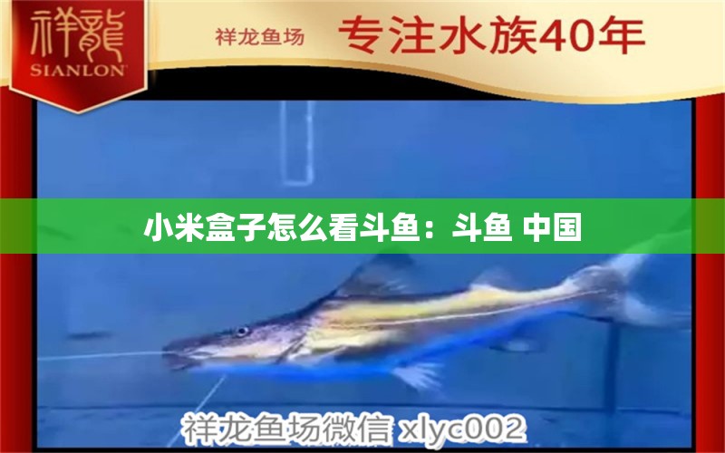 小米盒子怎么看斗魚：斗魚 中國(guó)