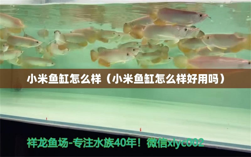 小米魚缸怎么樣（小米魚缸怎么樣好用嗎）