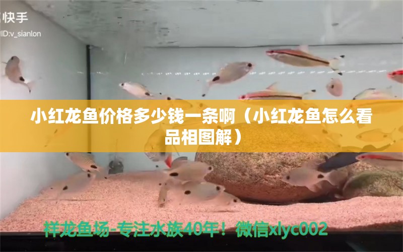 小紅龍魚價(jià)格多少錢一條啊（小紅龍魚怎么看品相圖解）